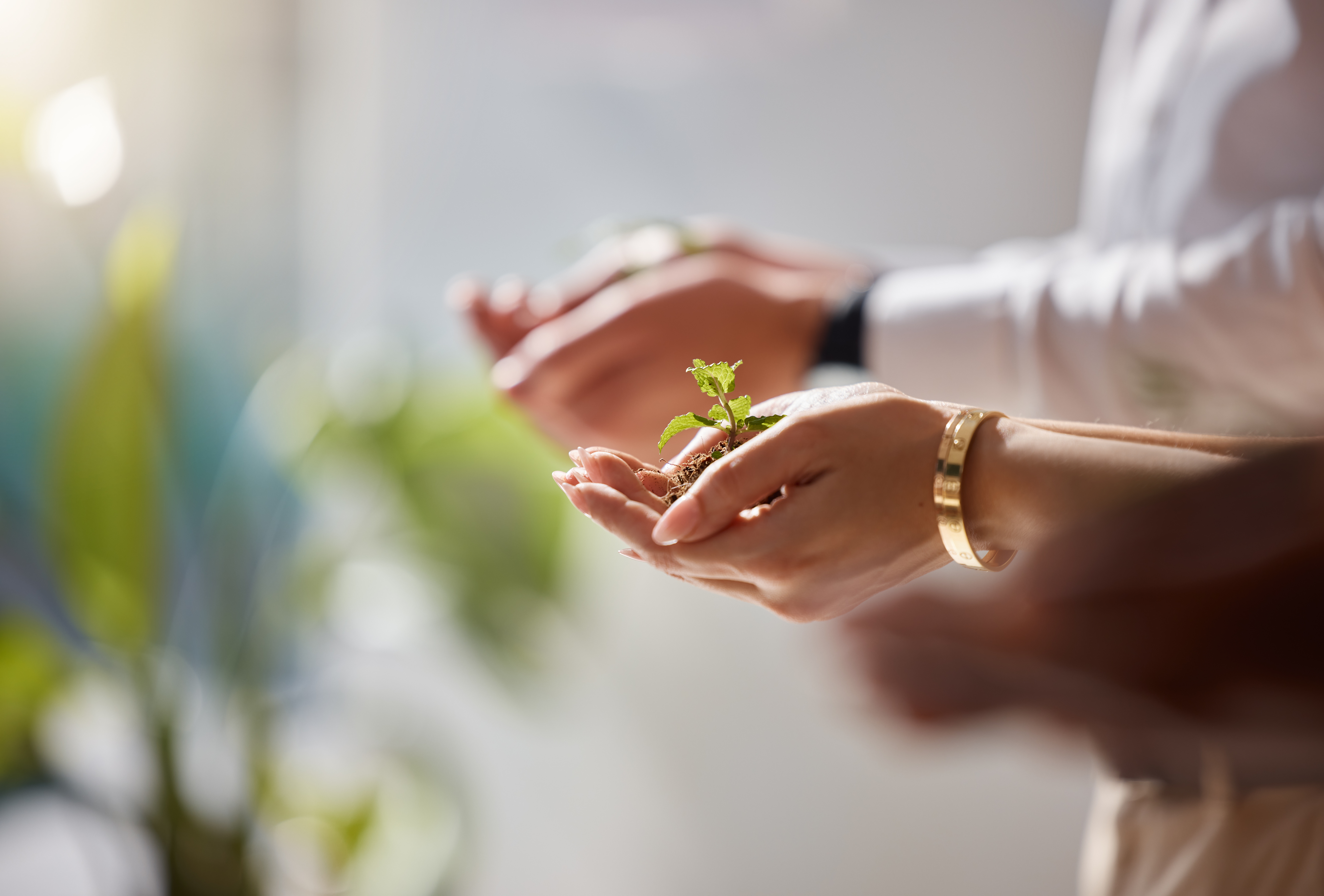 Plants in group hands for business growth, eco friendly development and sustainability in green sta.